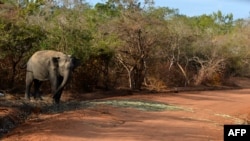 FILE - A photo taken in September 2014 in the southern district of Yala shows a Sri Lankan elephant walking at the Yala National Park. 