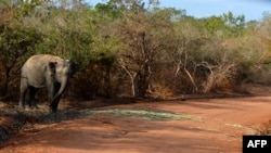 FILE - A photo taken in September 2014 in the southern district of Yala shows a Sri Lankan elephant walking at the Yala National Park. In recent years, parts of the Indian Ocean island have faced severe drought, while others endured heavy flooding due to monsoon rains.