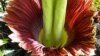 Bunga Bangkai Asal Indonesia Mekar di Ohio