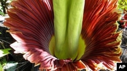 Bunga bangkai Amorphophallus di Taman Botani Honolulu. (Foto: Dok)