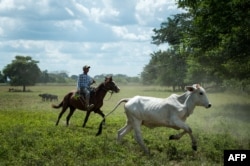 A man works at a ranch in San Silvestre, Barinas State, Venezuela, Nov. 28, 2018.