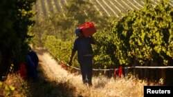 FILE - Workers harvest grapes at the La Motte wine farm in Franschhoek near Cape Town, South Africa, Jan. 29, 2016.