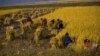 FAO "북한, 내년 쌀·옥수수 440만t 확보"