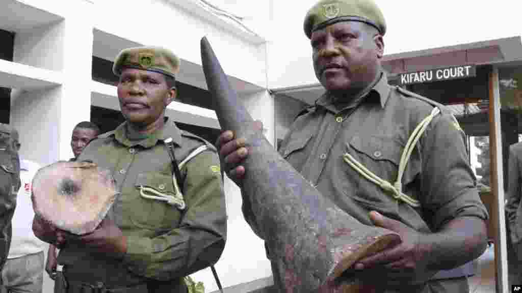Kenya Wildlife Service officers hold black rhino horns that were part of a shipment of 16 elephant tusks taken from smugglers trying to fly them to Bangkok in 2009.