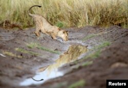 A lion drinks a water in Amboseli National Park, Kenya, March 18, 2017.