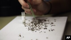 FILE - Mosquitoes collected in a trap are examined at the Harris County Mosquito Control lab in Houston, Texas, June 2, 2016.