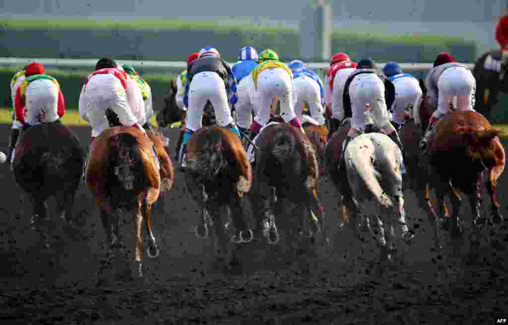 Jockeys compete in the Dubai Kahayla Classic race held on Dubai World Cup Day at Meydan racecourse in Dubai, UAE. A cosmopolitan gathering of horses from seven different countries contest the U.S. $10 million Emirates Dubai World Cup.