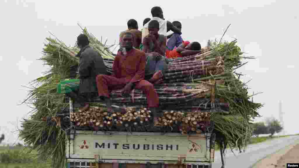 Farm labourers sit on top of sugar cane loaded at the back of a truck along Anka-Sokoto road in northeastern state of Zamfara August 13, 2013.