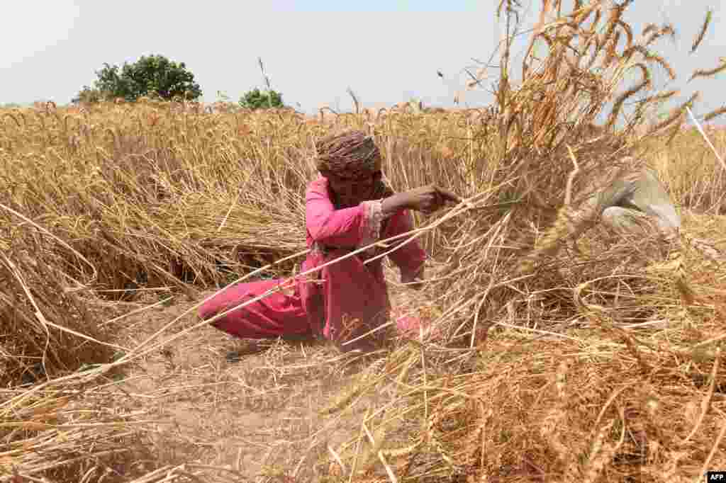 A Pakistani farmer harvests wheat in a field on the outskirts of Lahore.