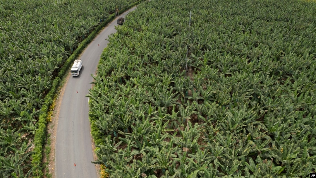 Los automóviles pasan en medio de una finca bananera en Los Ríos, Ecuador, el martes 15 de agosto de 2023. El clima tropical húmedo de Ecuador permite que las plantaciones cosechen plátanos durante todo el año y proporcionen alrededor del 30 % del suministro mundial.
