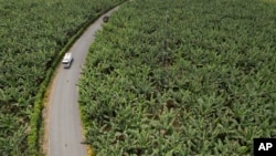Los automóviles pasan en medio de una finca bananera en Los Ríos, Ecuador, el martes 15 de agosto de 2023. El clima tropical húmedo de Ecuador permite que las plantaciones cosechen plátanos durante todo el año y proporcionen alrededor del 30 % del suministro mundial.