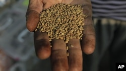 An Egyptian spice dealer displays fenugreek seeds at his shop in Cairo, Egypt, June 30, 2011