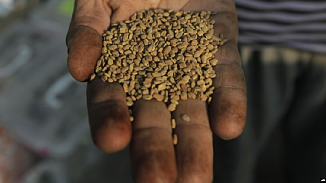 An Egyptian spice dealer displays fenugreek seeds at his shop in Cairo, Egypt, June 30, 2011