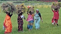 Women at work in the fields in Sarai Nayat, India