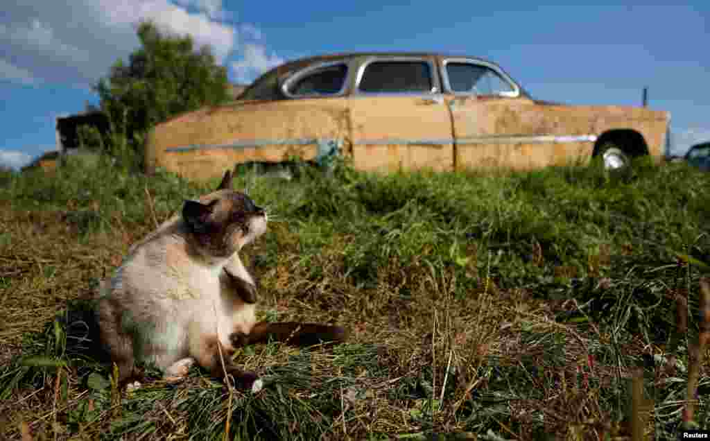 러시아 툴라주 체르노소보 마을에서 고양이가 소련시대 당시 제작된 차 앞에서 여유를 즐기고 있다.