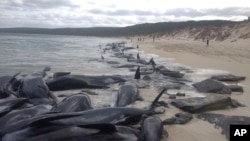 Ảnh tư liệu - Hơn 150 con cá voi bị mắc cạn tại vịnh Hamelin phía Tây Australia ngày 23/3/2018. 
