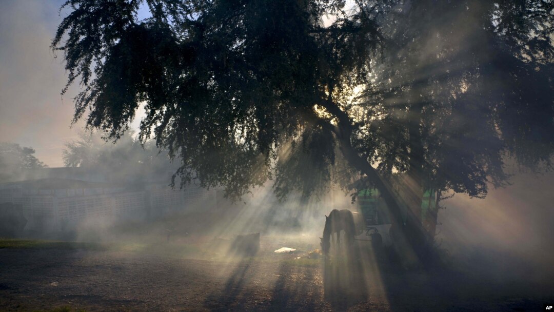 Un caballo pasta en medio del vapor de fumigaciones en la provincia de Pinar del Río en Cuba. La isla ha militarizado la lucha contra el Zika, asignando 9.000 soldados a los esfuerzos de fumigación. 