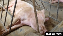 Seekor babi milik warga Panglipuran, Bali, tertidur di kandangnya. (Foto:VOA/ Nurhadi)
