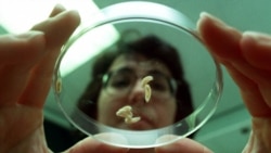 Quiz - The Next 'Wonder Drug' Is ... a Maggot?