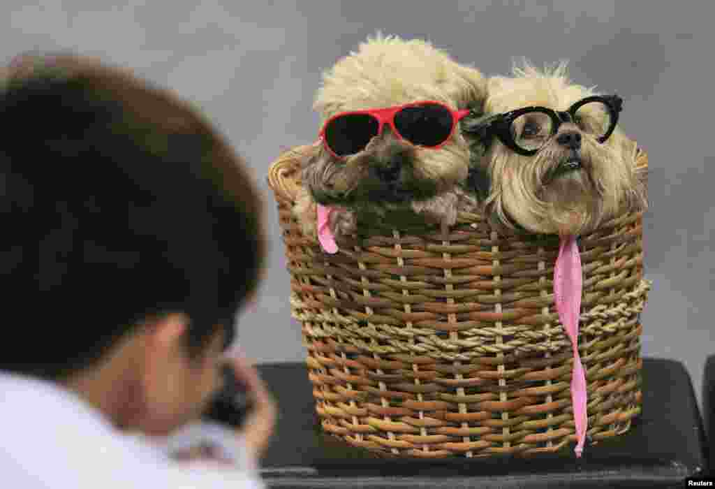 A photographer takes pictures of Lhasa Apso dogs in a basket, during a Dog and Cat Expo in Manila, Philippines.