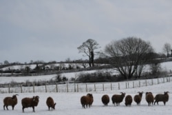 Black sheep are seen in the snow in Hillsborough, Northern Ireland
