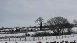 Black sheep are seen in the snow in Hillsborough, Northern Ireland