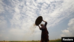 A farmer separates grains from weeds of barley in Lalitpur, near Kathmandu, April 26, 2011. Peace Corps volunteers will focus on agriculture and nutrition.