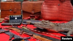 가죽가방과 악어가죽으로 만든 기타 액세서리와 함께 살아있는 악어가 마닐라 파사이의 한 악어농장 가판대 위에 진열돼 있다. (자료사진)