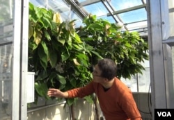 Plant scientist Myeong-Je Cho examines cacao trees in the IGI greenhouse. His team is using CRISPR to develop strains that will resist infection.