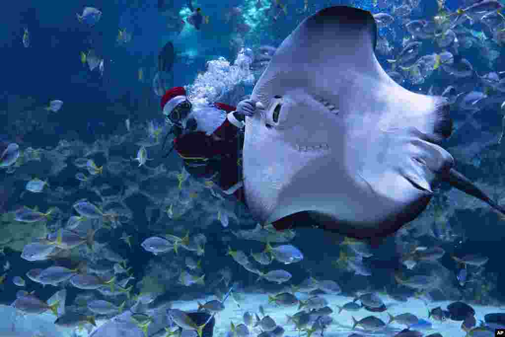 A scuba diver dressed as Santa Claus feeds a sting ray during a performance show at Aquaria KLCC aquarium in Kuala Lumpur, Malaysia.