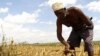 Poor Suffer as Food Prices Likely to Stay High