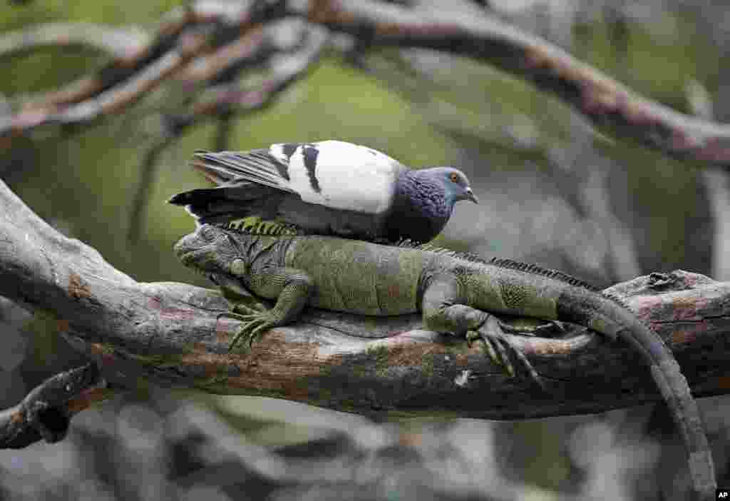 A pigeon rests on a wild iguana in a tree inside Seminario Park in Guayaquil, Ecuador.