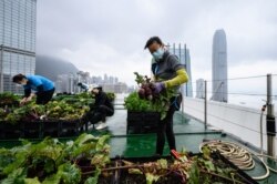 Para petani "Rooftop Republic" memanen sayuran yang ditanam di puncak menara Bank of America setinggi 150 meter di Hong Kong, 9 April 2021. (AFP)