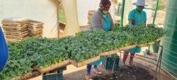 Some seedlings ready for transplantation at Esidakeni Farm. (Courtesy Photo)