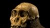 Early Human Ancestor Ate Bark, Twigs