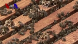 Mystery of the Disappearing Bees (VOA On Assignment June 28)
