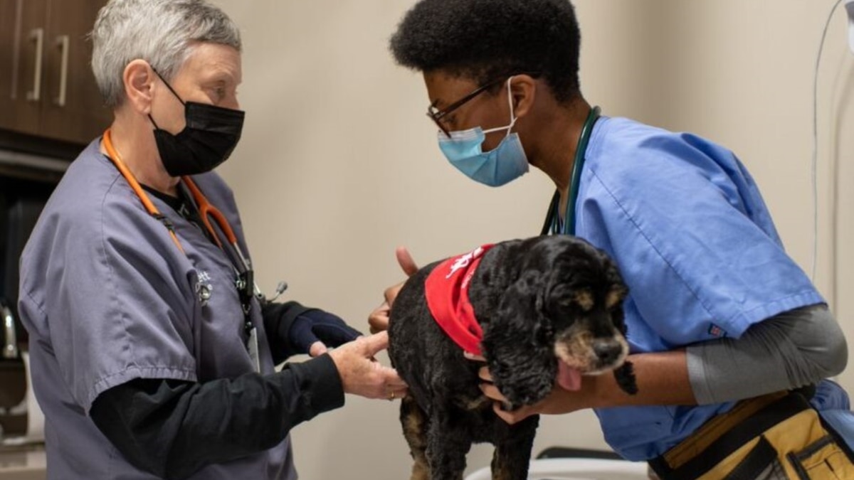 US Veterinarians Overwhelmed as More Pet Owners Seek Care