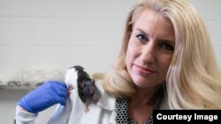 Kelly Lambert, a professor of behavioral neuroscience at the University of Richmond, and her research colleagues taught rats how to drive. (University of Richmond)