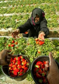 Seorang perempuan Palestina sedang memetik strawberry. (Foto: Reuters)