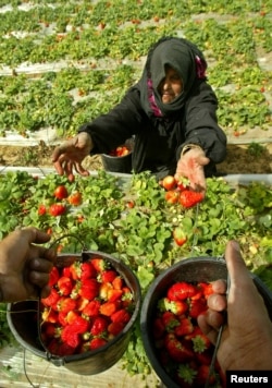 Seorang perempuan Palestina sedang memetik strawberry. (Foto: Reuters)