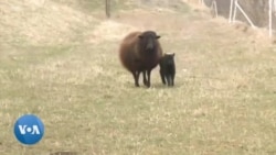 Agrivoltaïque au Texas : quand l'énergie solaire rime avec élevage ovin