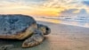 More Female Sea Turtles a Result of Florida’s Hot Summers