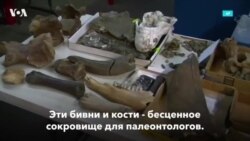 Динозавры в метро