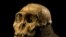 Skull of Australopith discovered in South Africa