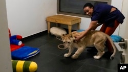 Sara the lion cub plays with her caretaker in an apartment where she was sheltered by the rescue group Animals Lebanon in Beirut, Lebanon, Nov. 11, 2024.