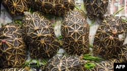 This undated handout photo released by Malaysia's Department of Wildlife and National Parks on July 9, 2024 shows Indian star tortoises after being rescued during a raid on a house in Ampang in Malaysia's Selangor state.