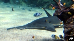 FILE - A sawfish sifts through the sand on the bottom of its new home at the Sydney Aquarium in Sydney, Australia, Dec. 9, 2011. 