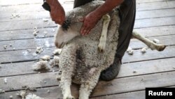 Domba-domba sedang dicukur bulunya di sebuah pertanian di Uralla, New South Wales, Australia, 19 Februari 2020. (Foto: Reuters)