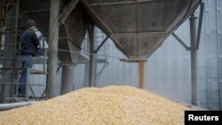 FILE: A load of corn is poured into a truck, at a grain storage facility in the village of Bilohiria, Ukraine April 19, 2023.