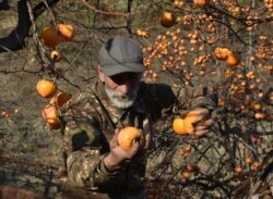 A man harvests persimmons in his garden in Stepanakert, capital of the Nagorno-Karabakh region, on November 24, 2020, after Armenia and Azerbaijan agreed to a Russian-brokered cease-fire.